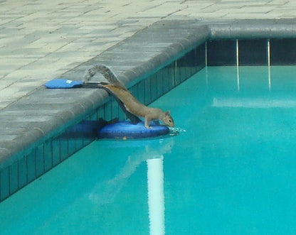 Frog Log Critter Escape Ramp