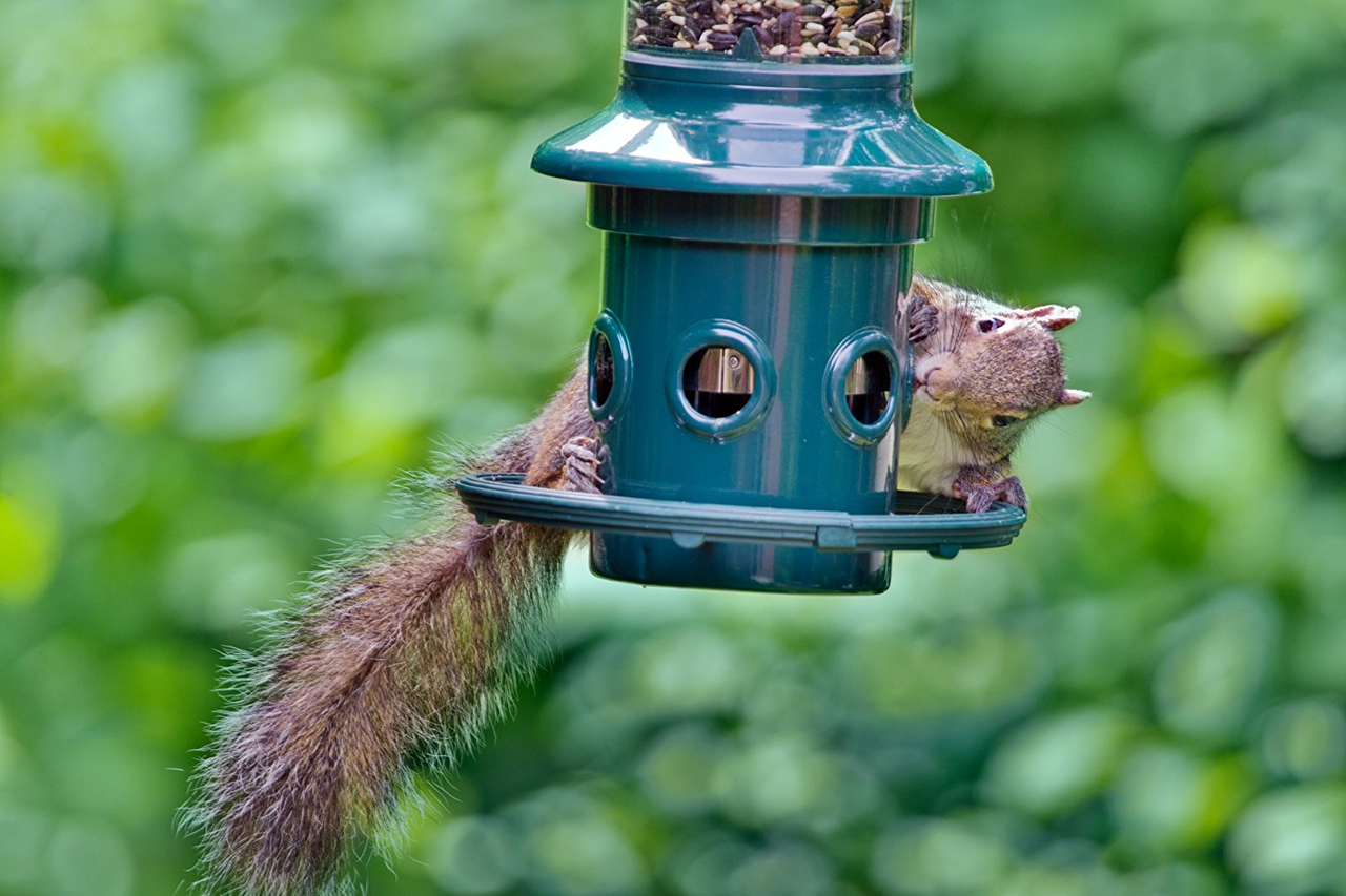 Squirrel Buster Plus Bird Feeder
