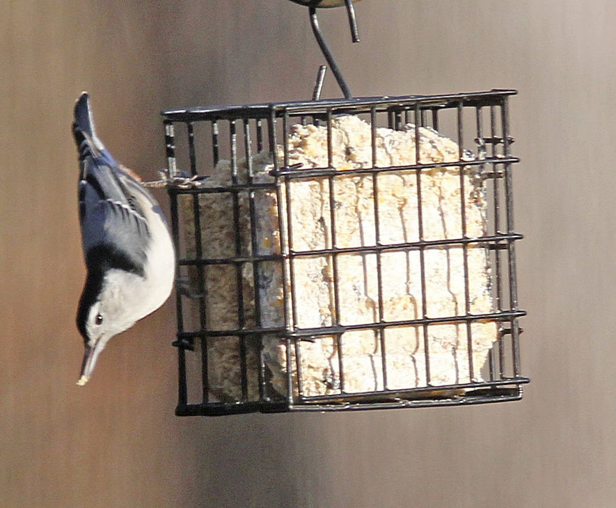 Suet Bird Feeder