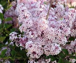 Syringa oblata: Early Lilac Seeds