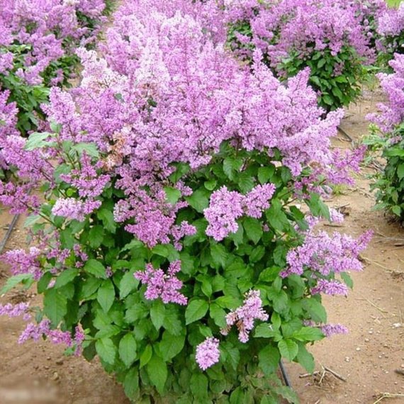 Syringa villosa: Late Lilac Seeds