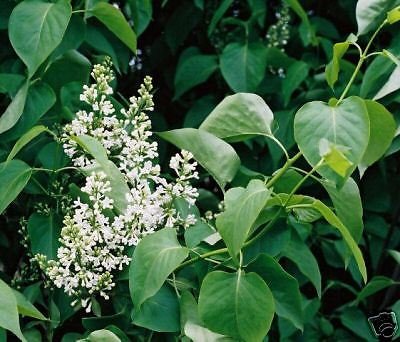 Syringa vulgaris 'Alba': Common White Lilac Seeds