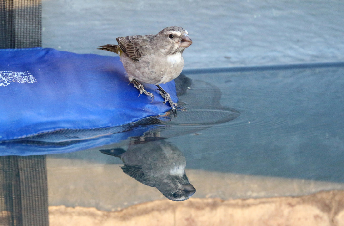 Frog Log Critter Escape Ramp