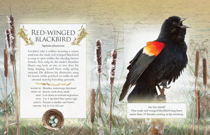 The Little Book of Backyard Bird Songs