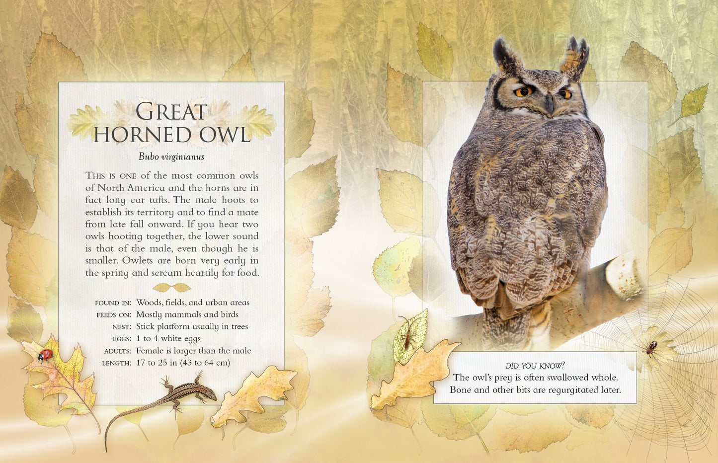 The Little Book of Backyard Bird Songs