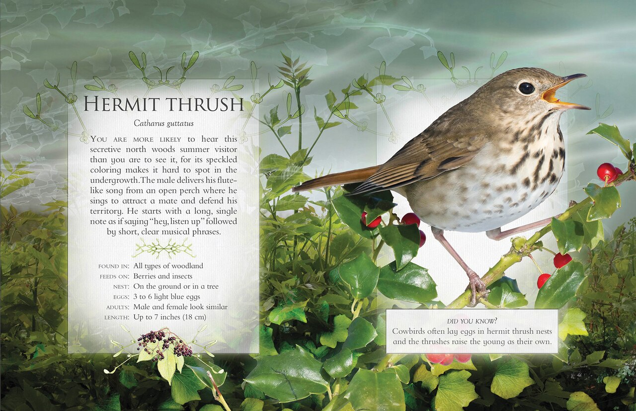Buy The Little Book of Woodland Bird Songs Online in USA, $16.95