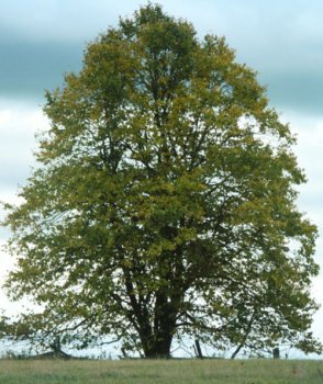 Tilia americana: American Linden or Basswood Seeds