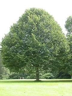 Tilia tomentosa: Silver Linden Seeds