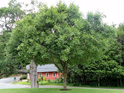 Ulmus parvifolia: Chinese Elm Seeds