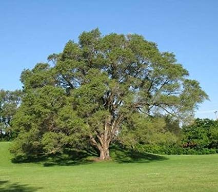 Ulmus pumila: Siberian Elm Seeds