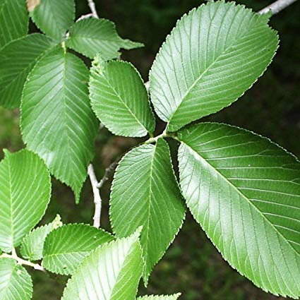 Ulmus rubra: Slippery Elm Seeds