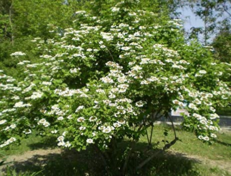 Viburnum lantana: Wayfaring Tree Seeds