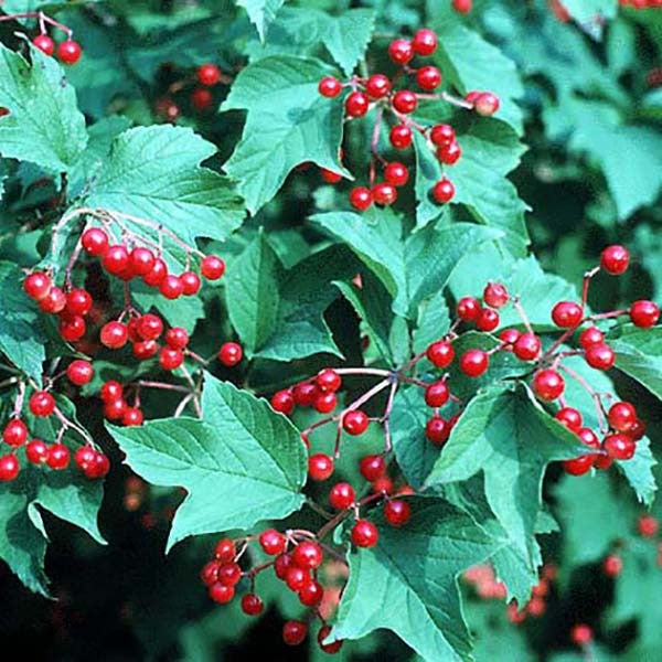 Viburnum sargentii: Sargent Cranberry Seeds