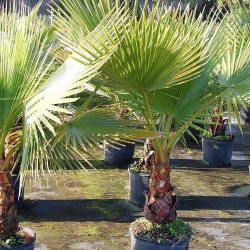 Washingtonia robusta - Mexican Fan Palm Seeds