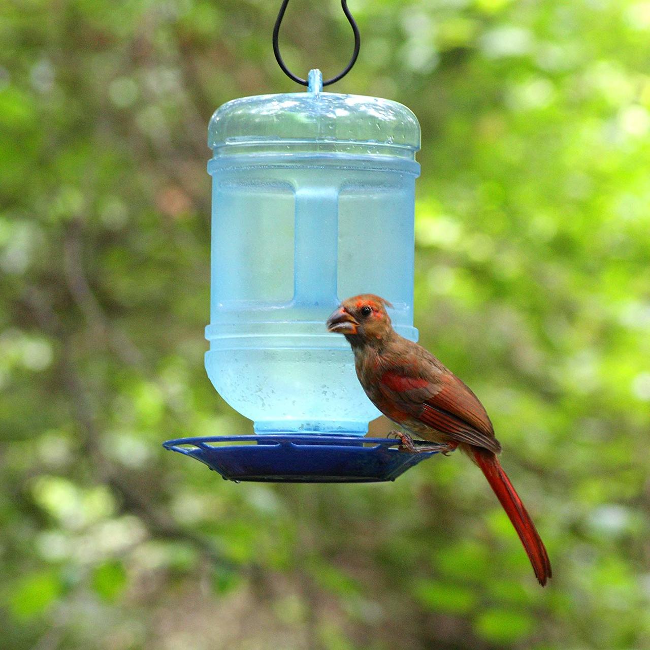 Water Cooler Bird Waterer