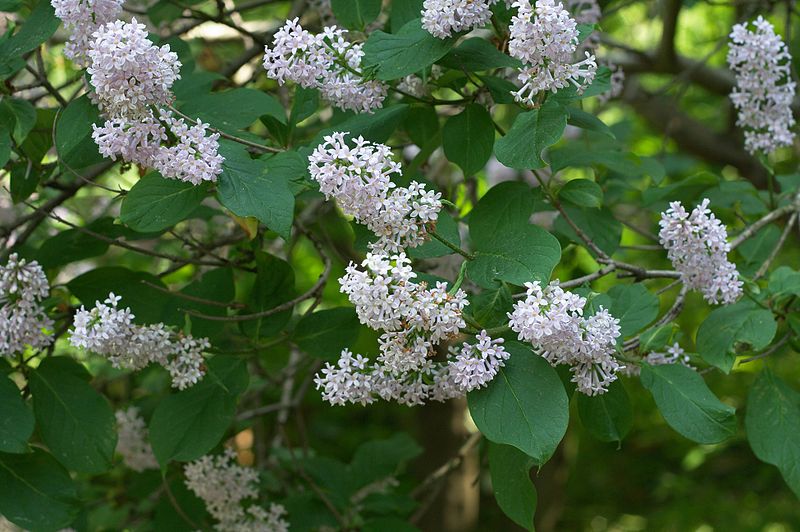 Wolf Lilac Seeds