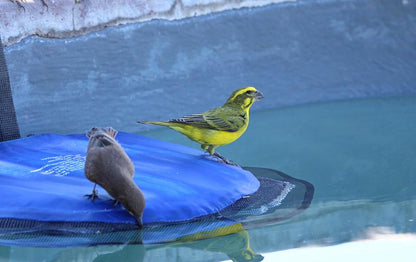 Frog Log Critter Escape Ramp