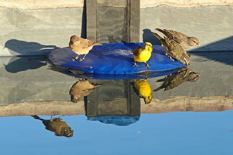 Frog Log Critter Escape Ramp