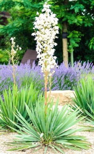 Yucca filamentosa - True Adams Needle Seeds