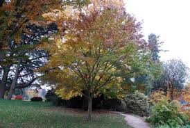 Zelkova sinica: Chinese Zelkova Seeds