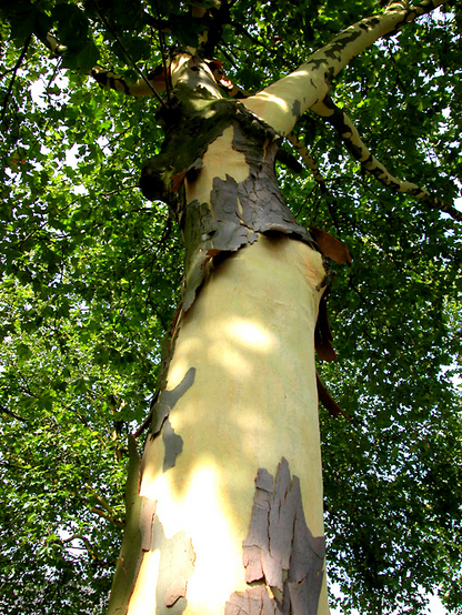 Platanus acerifolia: London Planetree Seeds