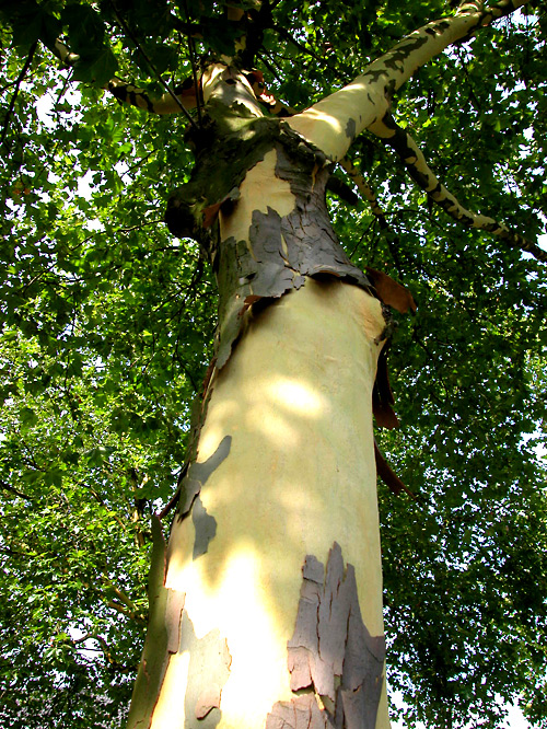 Platanus acerifolia: London Planetree Seeds