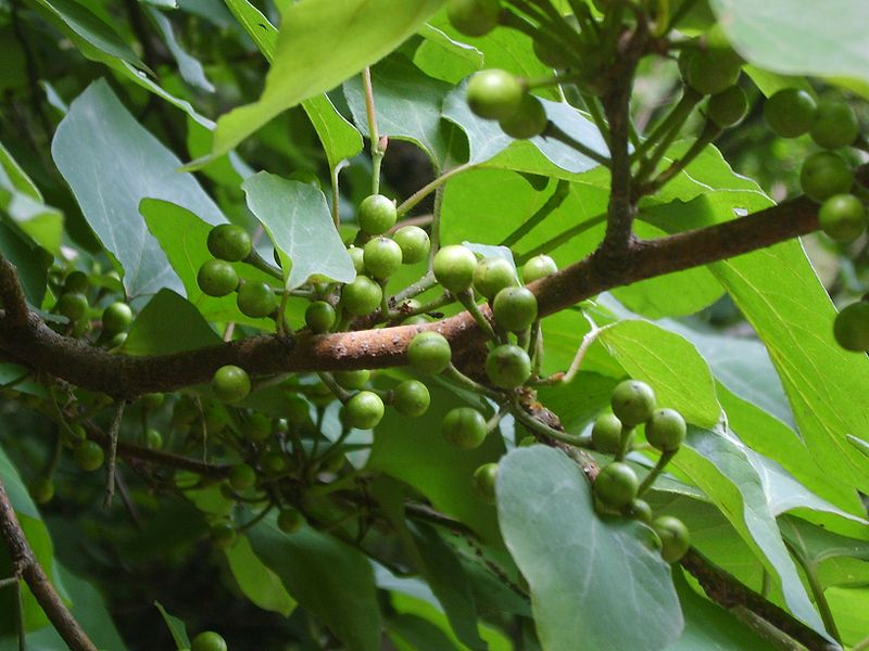 Lindera obtusiloba: Japanese Spicebush Seeds