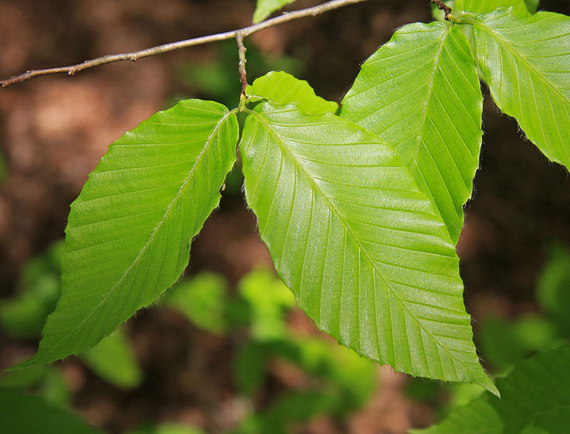 planting beech tree seeds American Beech Seeds