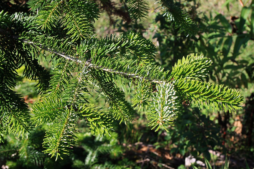 Abies nordmanniana: Nordmann Fir Seeds