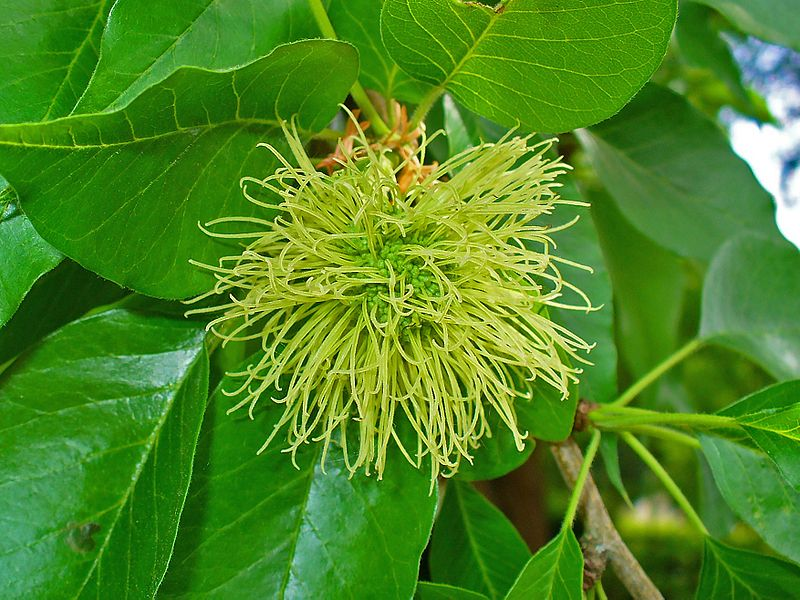 planting osage orange seeds Buy Maclura pomifera: Osage Orange Seeds Online in USA, $6.00