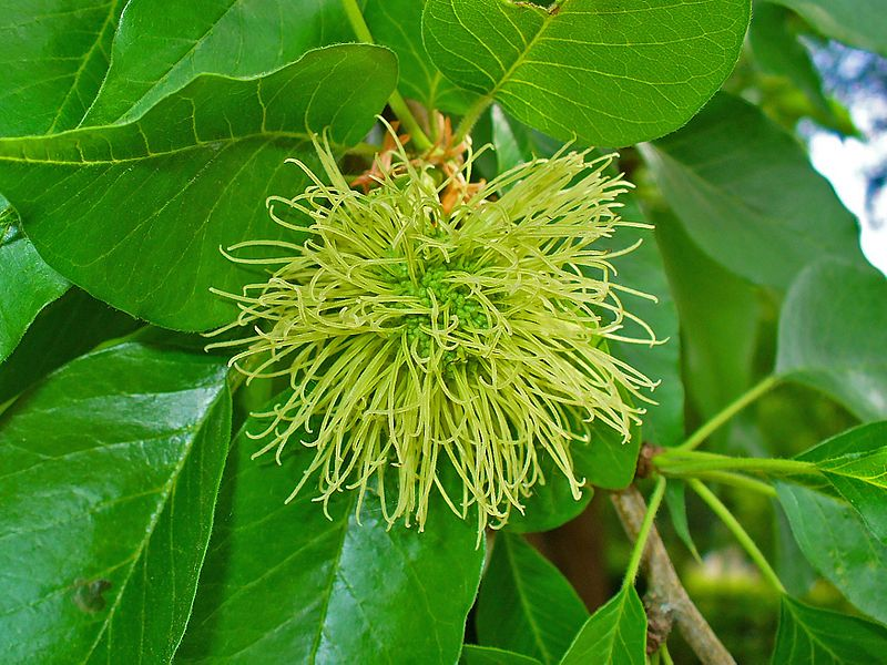 Maclura pomifera: Osage Orange Seeds